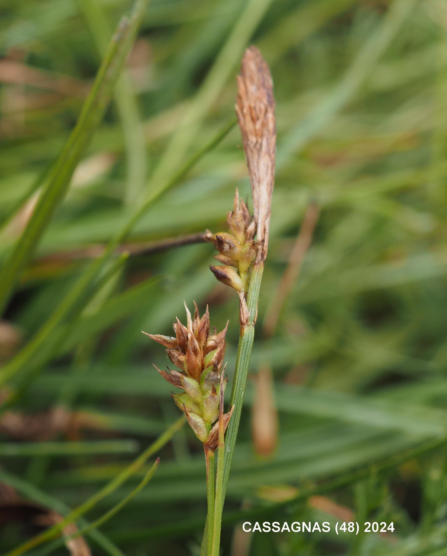 Sedge, Pill